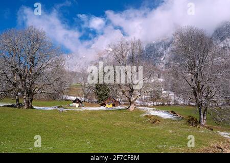 Paysage printanier dans les Alpes avec des pâturages de montagne verts frais et des sommets enneigés en arrière-plan. Paysage de printemps. Suisse, Europe Banque D'Images