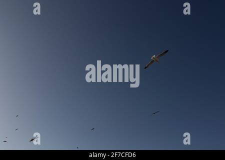 Mouettes volant dans le ciel au-dessus d'Essaouira, au Maroc Banque D'Images