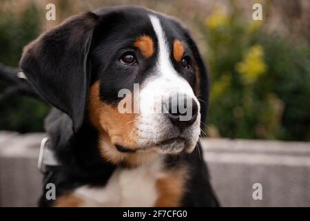 Berner Sennenhund Welpe Banque D'Images