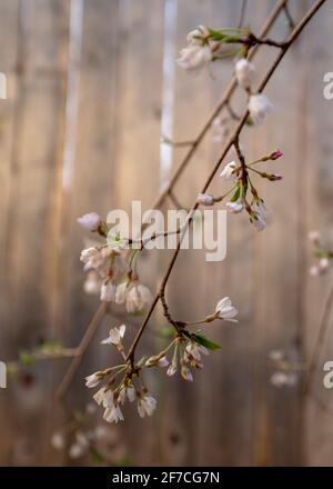 Les fleurs de cerisier, les bourgeons de printemps roses et les nouvelles feuilles vertes commencent à fleurir le long des branches d'arbres le jour ensoleillé d'avril avec des cieux bleus et des nuages blancs Banque D'Images