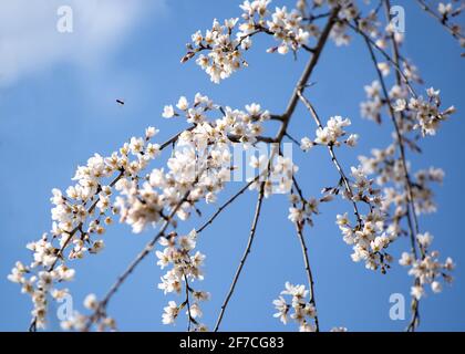 Les abeilles pollinisent les fleurs de cerisier, les bourgeons de printemps roses et blancs, les nouvelles feuilles vertes commencent à fleurir le long des branches d'arbres le jour ensoleillé d'avril Banque D'Images