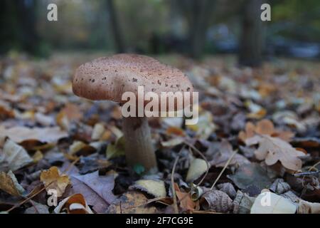 Gros plan sur un seul champignon Armillaria mellea Banque D'Images