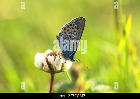 Papillon Polyommatus lat. Lycaenidae gros plan sur un fond flou. Papillon bleu sur une fleur de trèfle blanche. Papillon en mise au point sélective. Macro ph Banque D'Images