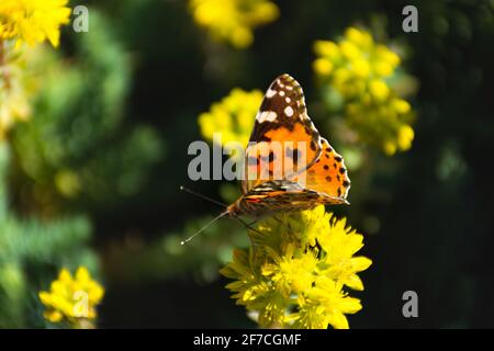 Gros plan sur le papillon Thistle sur un arrière-plan flou. Papillon vif de la famille des Nymphalidae. Papillon en plein soleil et mise au point sélective. Banque D'Images