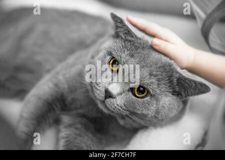 Le chat de shorthair britannique gris se trouvait dans les bras du propriétaire. Les mains sont en cours de course un Britannique gris, à l'éperon. Un animal de race. Banque D'Images