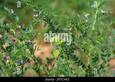 Gousse de pois chiches avec jeunes plantes vertes dans le champ Banque D'Images
