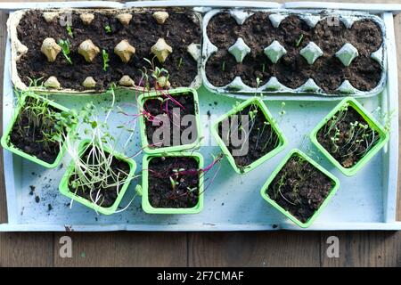 Plantules en pot poussant dans des pots de tourbe biodégradables sur du bois contexte - jeunes usines de printemps - concept zéro déchet Banque D'Images