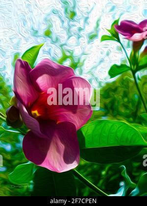 Allamanda II Banque D'Images
