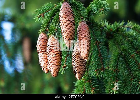 Science forestière, silvics. Épinette européenne, sapin d'épinette (Picea excelsa). Cônes matures en automne. Nord-Ouest de l'Europe Banque D'Images