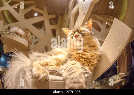 Tokyo, Japon - 17 avril 2017 : chat angora turc rouge endormi à l'intérieur du café de chat Banque D'Images