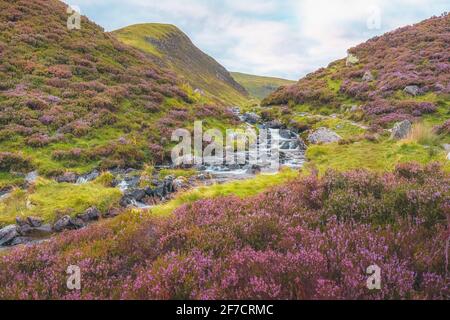 Un paysage de bruyère violet coloré et un ruisseau de montagne le long de Tail Burn à la cascade de Tail de Grey Mare près de Moffat dans les frontières écossaises, en Écosse. Banque D'Images