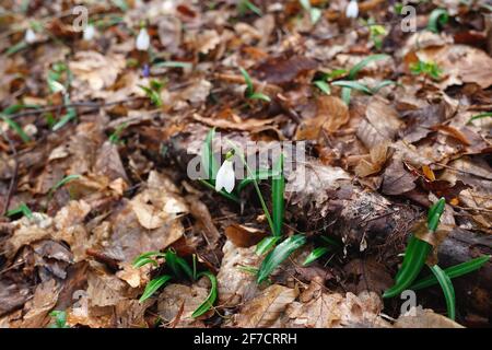 chute de neige printanière parmi les feuilles mortes dans la forêt. Banque D'Images