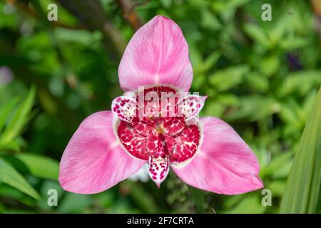 Gros plan d'une fleur rose d'iris tigre (tigrida pavonia) Banque D'Images