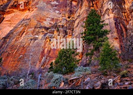 Falaises de roche rouge dans le parc national de Zions avec des pins Banque D'Images