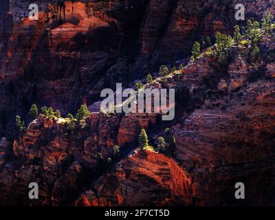 Falaises de roche rouge dans le parc national de Zions avec des pins Banque D'Images