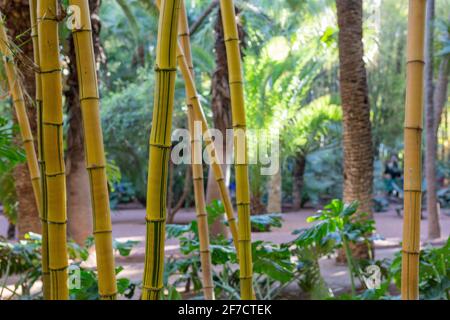 Bambou dans le célèbre jardin botanique jardin Majorelle d'Yves Saint Laurent à Marrakech, Maroc Banque D'Images