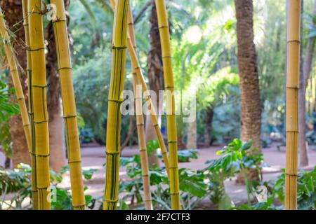 Bambou dans le célèbre jardin botanique jardin Majorelle d'Yves Saint Laurent à Marrakech, Maroc Banque D'Images