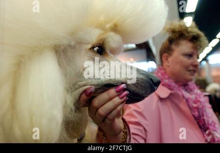 'YALL AIRWOLF', AKA ROCKY, UN CHIEN STANDARD AU 2E JOUR DU SPECTACLE DE CHIENS CRUFTS AU NEC À BIRMINGHAM.11 MARS 2005 PILSTON Banque D'Images