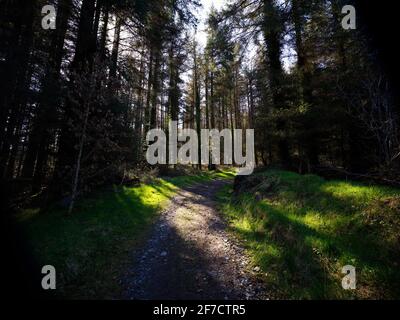 Route non faite menant à travers une zone boisée de pin Banque D'Images