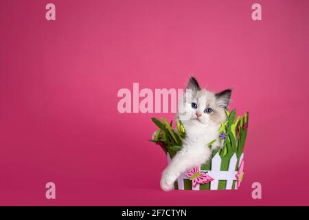 Un adorable chat chat de Ragdoll, assis dans un panier de printemps vert. Regarder vers un appareil photo avec des yeux bleus étonnants. Isolé sur fond rose. Banque D'Images