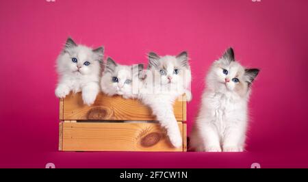 Rangée de chatons de chat Ragdoll adorables, assis dans et à côté de la caisse en bois. Regarder vers un appareil photo avec des yeux bleus étonnants. Isolé sur fond rose. Banque D'Images