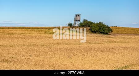 Stand for Hunting stands à côté D'UN Bush dans le champ d'orge mûr, Thuringe, Allemagne, Europe Banque D'Images