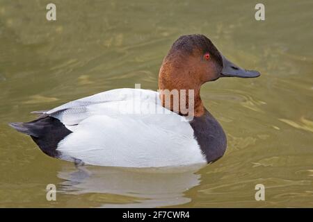 Un Canvasback masculin, Aythya valisineria natation Banque D'Images