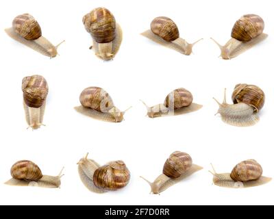 collection d'escargots isolée sur fond blanc Banque D'Images