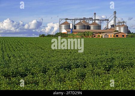 Ferme avec de grands silos Comil pour stocker les graines de soja / soja récoltées au milieu des champs de soja dans la campagne Alto Paraná, Paraguay Banque D'Images