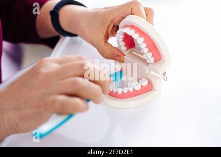 Le dentiste montre sur le modèle de la mâchoire comment pour brosser les dents à l'aide d'une brosse Banque D'Images