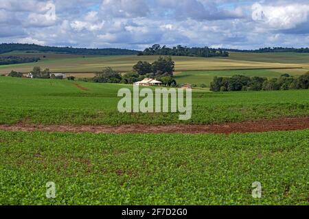 Ferme et champ de soja pour la production de soja / soja dans la campagne rurale d'Itapua, Paraguay Banque D'Images