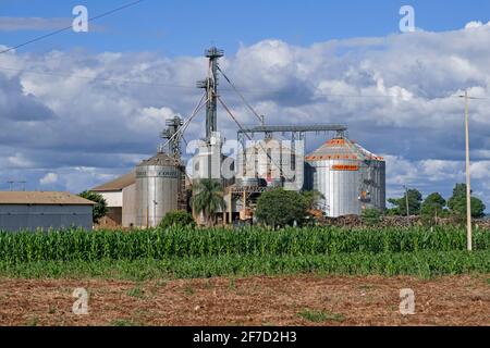 Silos de cornfield et de comil pour stocker les graines de soja récoltées / soja / soja dans la campagne Alto Paraná, Paraguay Banque D'Images