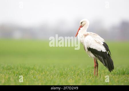 Une ciconie blanche (Ciconia ciconia) se reposant dans un pré pendant la migration. Banque D'Images