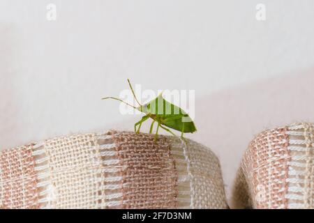 Punaise verte (Nezara viridula). Gros plan. Banque D'Images