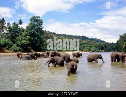 Laver les cornacs éléphants dans la rivière à Maetaman Elephant Camp, près de Chiang Mai, la province de Chiang Mai, Thaïlande Banque D'Images