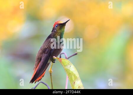 Colibri de rubis-topaze mâle (Chrysolampis moumus) perchée sur une branche sur un fond jaunâtre et verdâtre de fleurs défocuées Banque D'Images