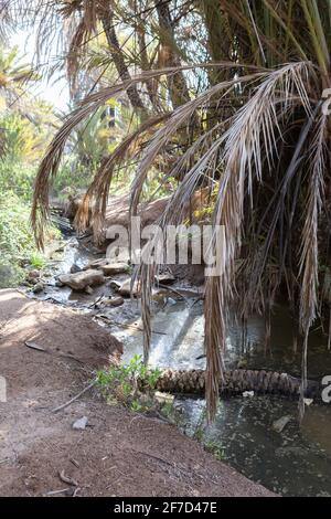 Une petite crique avec des palmiers à l'oasis Ain Lahjar près d'Essaouira, au Maroc Banque D'Images