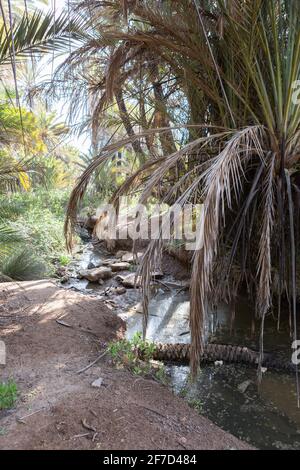 Une petite crique avec des palmiers à l'oasis Ain Lahjar près d'Essaouira, au Maroc Banque D'Images