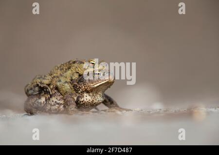 Un crapaud mâle et femelle (Bufo bufo) pendant la migration traversant la rue Banque D'Images