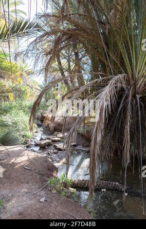 Une petite crique avec des palmiers à l'oasis Ain Lahjar près d'Essaouira, au Maroc Banque D'Images