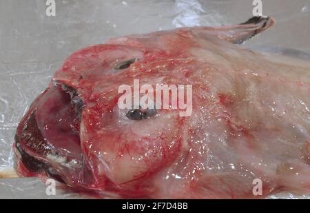 Monkfish en filets exposé sur un marché méditerranéen Banque D'Images