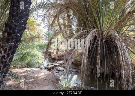 Une petite crique avec des palmiers à l'oasis Ain Lahjar près d'Essaouira, au Maroc Banque D'Images