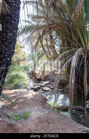 Une petite crique avec des palmiers à l'oasis Ain Lahjar près d'Essaouira, au Maroc Banque D'Images