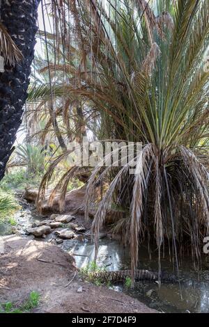 Une petite crique avec des palmiers à l'oasis Ain Lahjar près d'Essaouira, au Maroc Banque D'Images