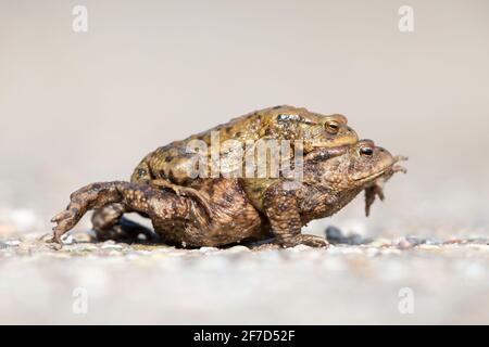 Un crapaud mâle et femelle (Bufo bufo) pendant la migration traversant la rue Banque D'Images