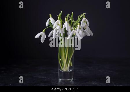 Chutes de neige printanières en verre avec de l'eau sur fond noir. Belles fleurs du premier printemps, gros plan Banque D'Images