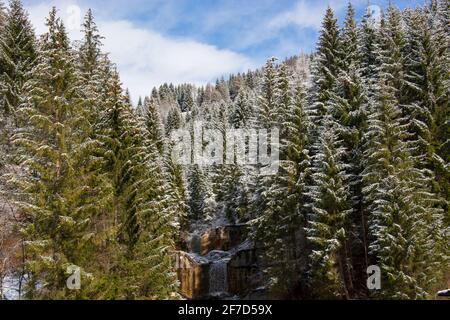 la neige au printemps couvre les forêts Banque D'Images