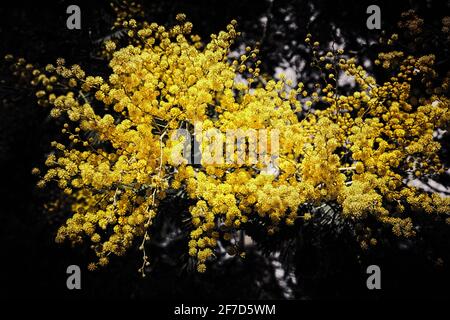 Fleur mimosa jaune. Plante à fleurs Acacia dealbata sur fond noir foncé. Banque D'Images