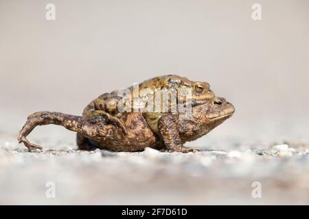 Un crapaud mâle et femelle (Bufo bufo) pendant la migration traversant la rue Banque D'Images