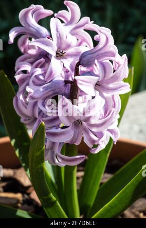 Le jacinthus est un genre de plantes de la famille des asperges, photographiées dans un jardin privé italien. La fleur est originaire de la Méditerranée orientale Banque D'Images
